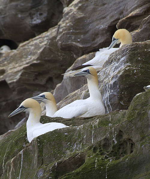 Gannets on cliffs